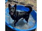 Adopt Drake a German Shepherd Dog, Cattle Dog