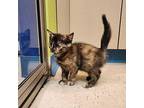 Fitzer Domestic Shorthair Kitten Female