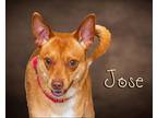 José Chihuahua Adult Male