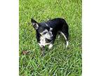 Tootsie and Fanny ~ Chihuahua Female