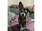 Charlie Chihuahua Senior Male