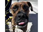 Bishop Boxer Adult Male