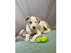 Raksha Labrador Retriever Puppy Female