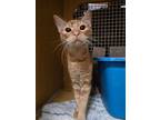 Adopt Pudding a American Shorthair
