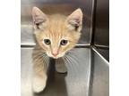 Tanner Domestic Shorthair Kitten Male