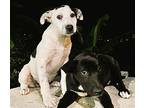 Marti Labrador Retriever Puppy Male