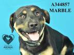 Adopt MARBLE a Rottweiler