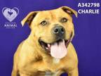 Adopt CHARLIE a Pit Bull Terrier, Mixed Breed