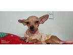 Violeta Chihuahua Puppy Female