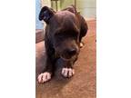 Adopt MC-LOVIN a Staffordshire Bull Terrier