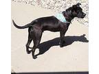 Pepe Rhodesian Ridgeback Young Male