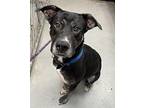 Brecken Hound (Unknown Type) Adult Male