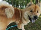 Mishka Chow Chow Adult Female