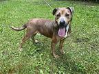 Valeera (2yo,40lbs) Hound (Unknown Type) Adult Female