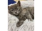 Cyclops Russian Blue Kitten Male