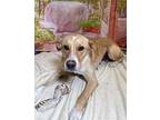 Crissy Labrador Retriever Adult Female