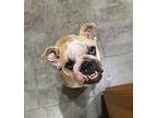 Mister Bibbles English Bulldog Adult Male