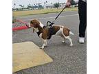 Lolita Basset Hound Adult Female