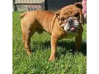 Bibbles English Bulldog Adult Male