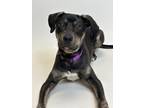 Adopt OREGANO a Rottweiler, Pit Bull Terrier
