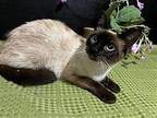 Sandi Siamese Young Female