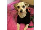 Scooby Yorkie, Yorkshire Terrier Adult Male