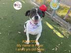 Adopt PETER a Beagle, Mixed Breed