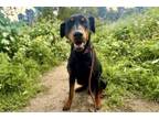 Adopt KILO a Doberman Pinscher