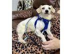 Lane~ - Milo Poodle (Miniature) Puppy Male