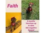 Faith Labrador Retriever Young Female