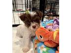 Sandy Yorkie, Yorkshire Terrier Puppy Female