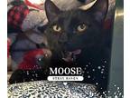 Moose Domestic Shorthair Young Male