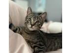 Adopt Jack a Domestic Short Hair, Siamese