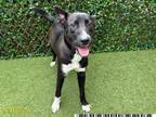 Adopt LOKI a Siberian Husky, Labrador Retriever