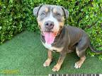 Adopt MR CLOVER a Bullmastiff, Pit Bull Terrier