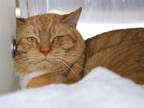 Adopt KACCHAN a Domestic Short Hair