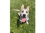 Adopt SHERLOCK a Siberian Husky, Mixed Breed