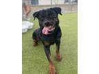 Adopt DRACO a Rottweiler