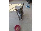Adopt DEREK a Domestic Medium Hair