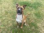 Adopt ROC a Plott Hound, Mixed Breed