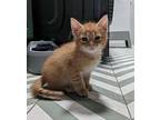 Eric Domestic Shorthair Kitten Male