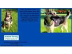 Adopt Camo a German Shepherd Dog