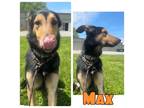Adopt Max a Shepherd, Collie