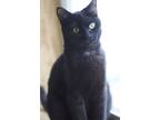Adopt Nitro a All Black Domestic Shorthair / Mixed Breed (Medium) / Mixed (short