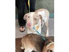 Adopt GOOSE a Catahoula Leopard Dog