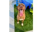Adopt BOONE a Labrador Retriever, Boxer
