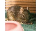 Adopt Fred and George a Degu