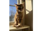 Adopt Albert a Domestic Short Hair