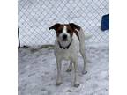 Adopt A Senior Mixed Breed Male a Mixed Breed