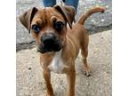 Adopt Mowgli ~Purinia~ a Boxer